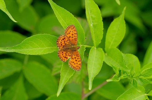 Meadowsweet fritillary (Brenthis ino), orange, leaf, Austria, The butterfly sits with open wings on