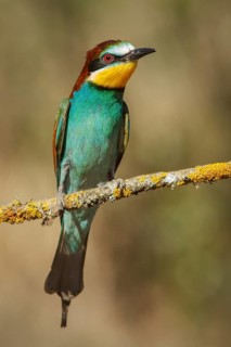 European bee-eater (Merops apiaster), perched on a branch, Castile and Leon, Spain