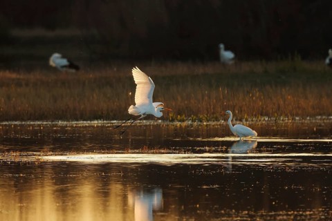 A graceful egret takes flight over a sunlit wetland, reflecting golden hues on the water. Another