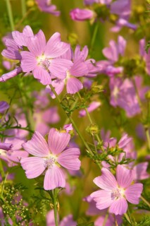 Musk mallow (Malva moschata), in a sunny meadow in summer, Spessart, Bavaria, Germany