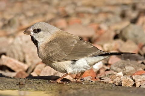 Long-tailed Finch (Poephila acuticauda) juvenile, Kimberley, Western Australia, Australia