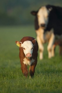 Domestic cow or cattle (Bos taurus) juvenile baby calf farm animal walking in a grass field,