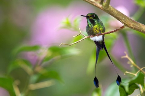 Booted Racket-tail (Ocreatus underwoodii) perched on a branch, Pichincha, Ecuador