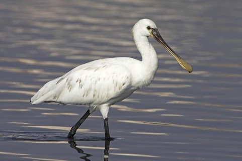 Eurasian Spoonbill (Platalea leucorodia), Oman