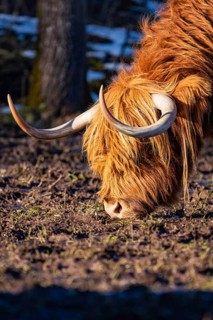 A Highland cow with sunlit coat grazing on the ground with visible horns, Seewald, Black Forest.