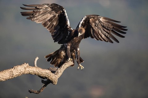 Iberian Eagle (Aquila adalberti), Spanish imperial eagle, Extremadura, Castilla La Mancha, Spain
