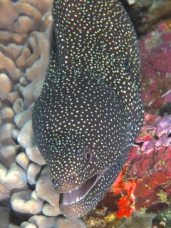 White-mouthed moray eel (Gymnothorax meleagris)