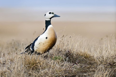 Steller's Eider (Polysticta stelleri) male, Alaska, USA
