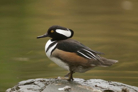 Male Hooded Merganser (Lophodytes cucullatus) perched on a rock