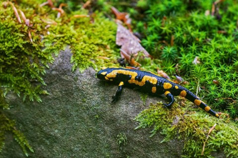Feuersalamander (Salamandra salamandra) läuft über bemoosten Felsen, Bayern, Deutschland