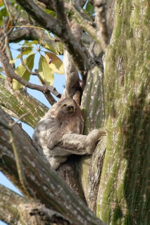 Brown throated Three toed Sloth, Bradypus variegatus, in a tree with juvenile, Amazon basin, Brazil