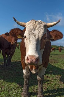 Buntscheck cow on the pasture, Franconia, Bavaria, Germany