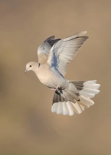 Eurasian Collared Dove (Streptopelia decaocto) fying, California, USA