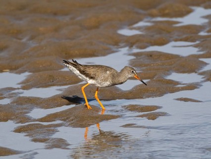 Redshank (Tringa totanus), migrant wader, adult bird feeding on the shoreline at low tide, North
