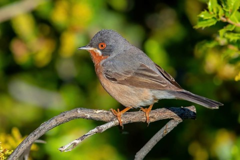 White-bearded warbler, (Sylvia cantillans), perch, biotope, bearded warbler, songbird, warbler