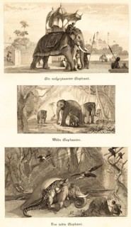 Three different elephants, decorated elephant with covered seat in park, wild elephants in natural