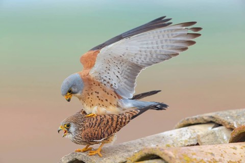 Kestrel, (Falco tinnunculus), falcon family, falcons, male and female, mating, copula, rooftop,