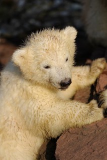 Young polar bear cub resting on a rock in the sun, polar bear (Ursus maritimus), captive