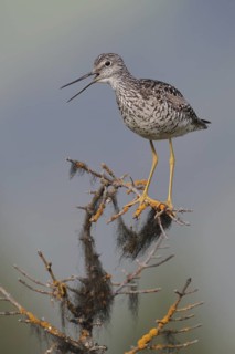 Greater Yellowlegs (Tringa melanoleuca) calling, Alaska, USA