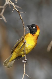 Lesser Masked Weaver, Ploceus intermedius