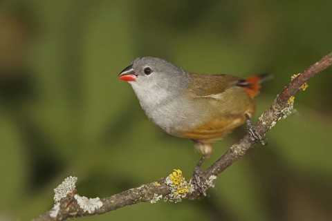 Yellow-bellied Waxbill (Coccopygia quartinia)