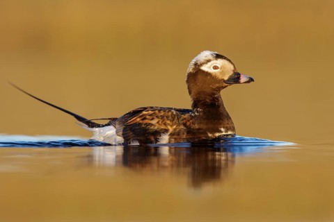 Long-tailed Duck (Clangula hyemalis) in a pond near Nome, Alaska