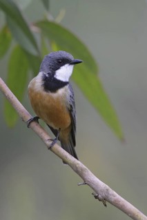 Rufous Whistler (Pachycephala rufiventris) male, Victoria, Australia