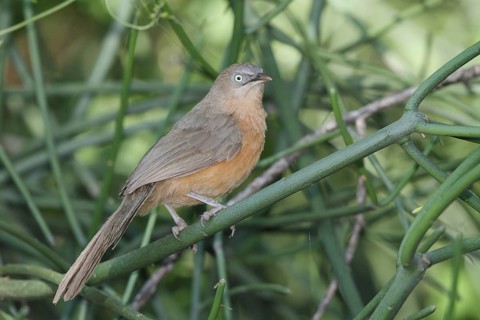 Rufous Chatterer (Turdoides rubiginosa), Lake Baringo, Botswana