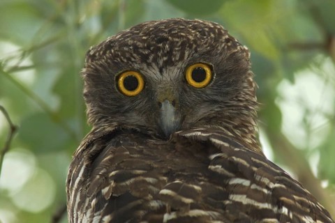 Powerful Owl (Ninox strenua), Victoria, Australia