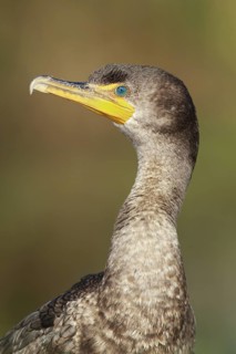 Double-crested Cormorant (Phalacrocorax auritus), Florida, USA