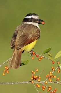Great Kiskadee (Pitangus sulphuratus), Texas, USA