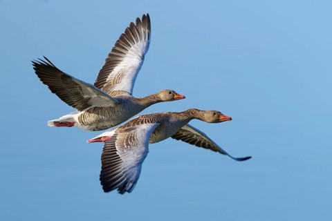 Two geese flying close together with their wings spread wide in the blue sky, grey goose (Anser