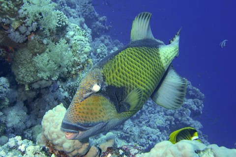 Giant triggerfish (Balistoides viridescens)