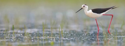 Black-winged Stilt, (Himantopus himantopus), avocet family, biotope, habitat, foraging, Floating