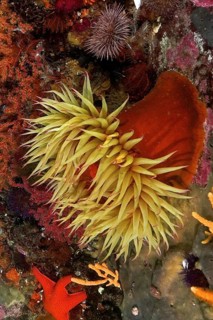 False plum anemone (Pseudactinia flagellifera)