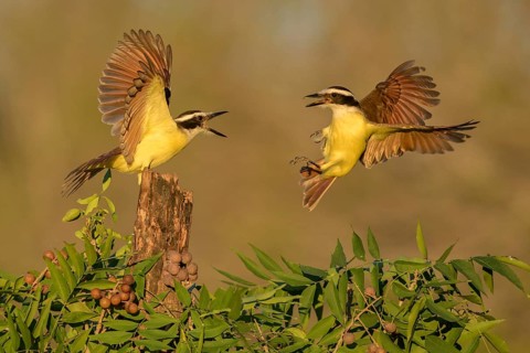 Great Kiskadee (Pitangus sulphuratus) quarreling, Texas, USA