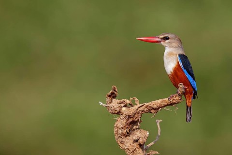 Grey-headed kingfisher, kingfisher, perch, foraging, biotope, habitat, animals, birds, kingfishers,