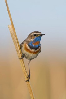 Bluethroat - Blaukehlchen - Cyanecula svecica ssp. pallidogularis, Kazakhstan, adult male
