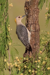 Golden-fronted Woodpecker (Melanerpes aurifrons) female perched at trunk, Texas, USA