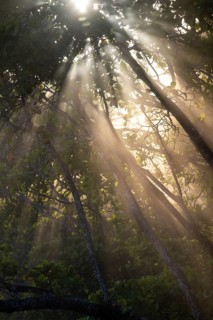 Light shines through trees in the jungle, Costa Rica