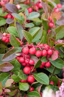 Carpet berry (Gaultheria procumbens), IGA 2017, Germany