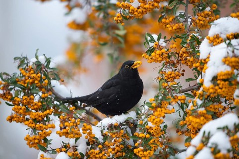Common Blackbird (Turdus merula) male feeding on Firethorn (Pyracantha) berries, Saxony, Germany