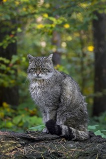 European Wildcat (Felis silvestris silvestris) portrait in forest, Germany