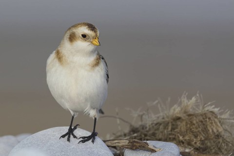 Snow Bunting (Plectrophenax nivalis), Wales, United Kingdom