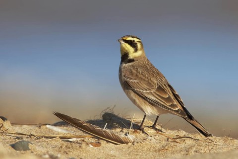 Horned Lark (Eremophila alpestris), Rhyl, United Kingdom