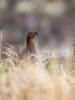 Male of Red Grouse, Lagopus scotica, bird on moors in Scotland