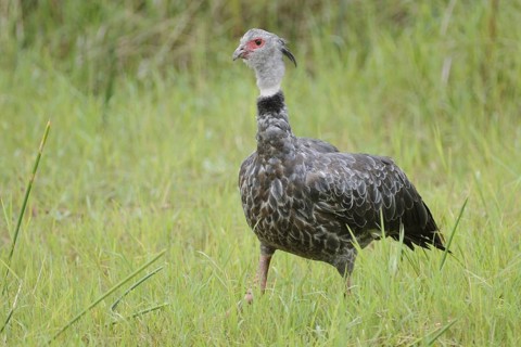 Southern Screamer (Chauna torquata), Pantanal, Brazil