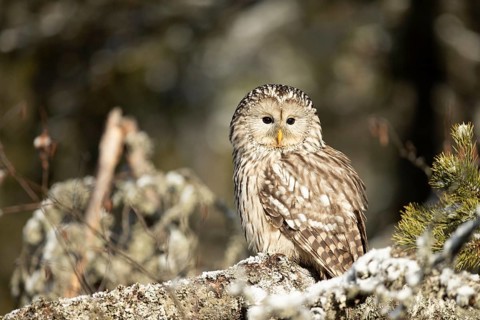Ural Owl (Strix uralensis) captive, Bavaria, Germany