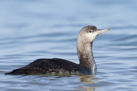 Red-throated Loon (Gavia stellata), Schleswig-Holstein, Germany