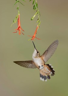 Rufous Hummingbird (Selasphorus rufus) flying while feeding at flower nectar, Texas, USA